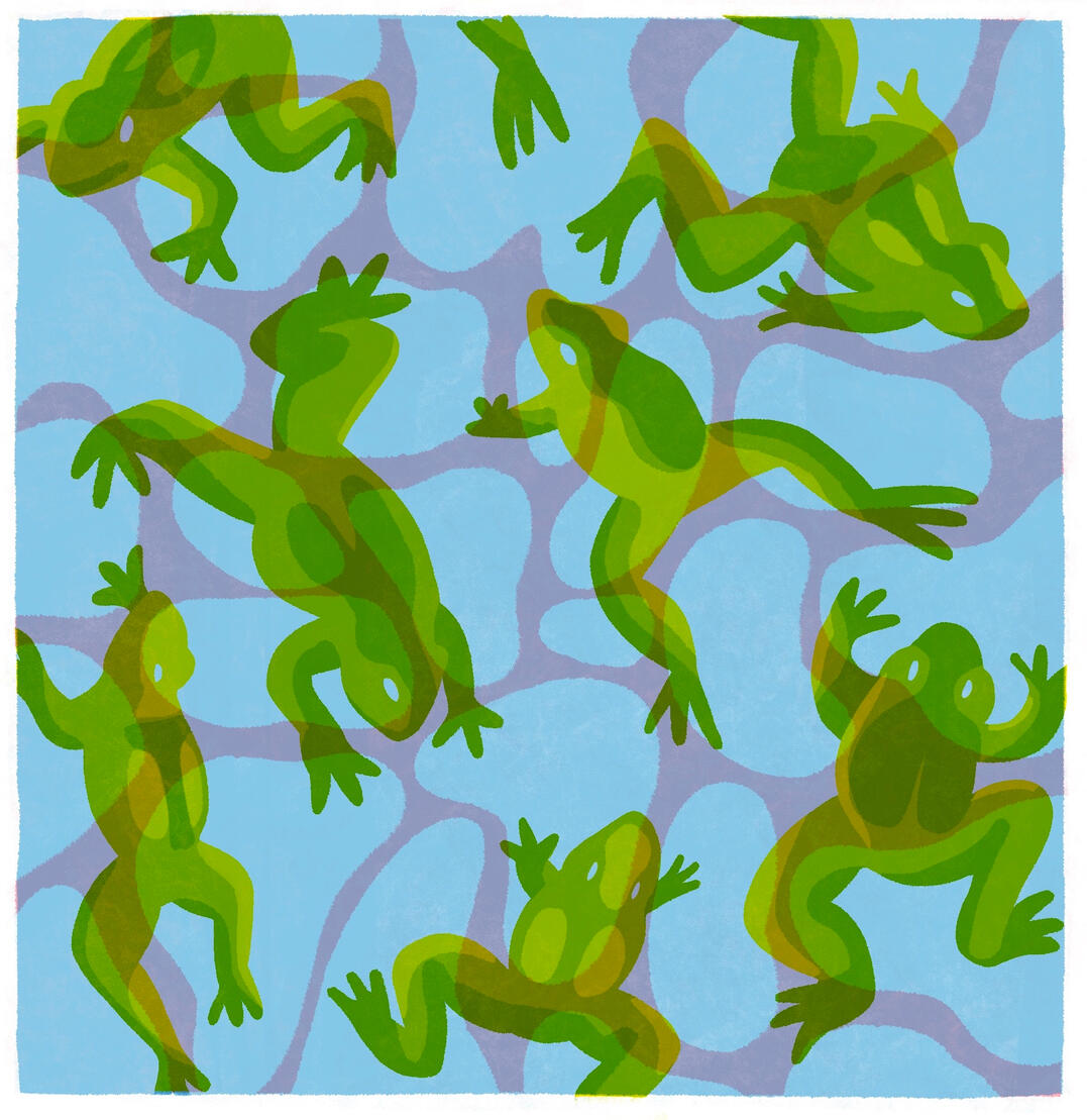 Frogs Illustration